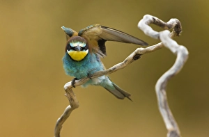 Images Dated 18th July 2021: European Bee-eater, Merops apiaster