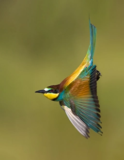 Images Dated 29th May 2021: European Bee-eater, Merops apiaster
