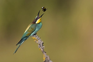 Images Dated 9th July 2021: European Bee-eater, Merops apiaster