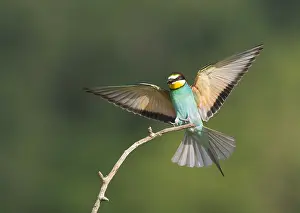 Images Dated 27th May 2008: European Bee-eater, Merops apiaster
