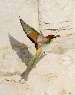 Bulgaria Prints: European Bee-eater, Merops apiaster