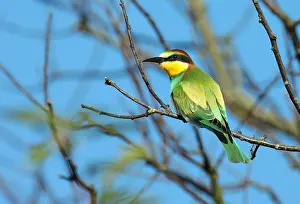 Fred Visscher Prints: European Bee-eater, Merops apiaster