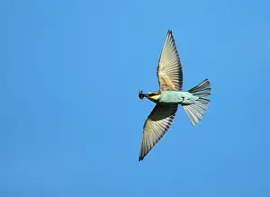 Fred Visscher Prints: European Bee-eater, Merops apiaster