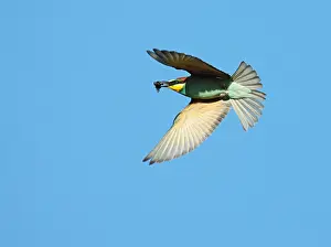 Fred Visscher Prints: European Bee-eater, Merops apiaster
