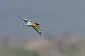 Images Dated 12th September 2017: European Bee-eater, Merops apiaster