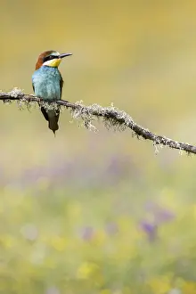 Images Dated 9th May 2018: European Bee-eater, Merops apiaster