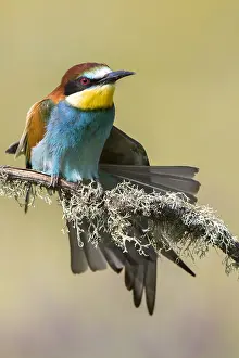 Images Dated 9th May 2018: European Bee-eater, Merops apiaster