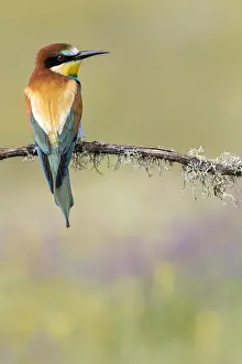 Images Dated 9th May 2018: European Bee-eater, Merops apiaster