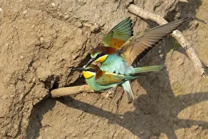Images Dated 28th May 2023: European Bee-eater, Merops apiaster