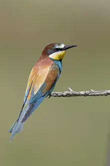 Meropidae Prints: European Bee-eater, Merops apiaster