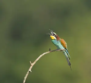 : European Bee-eater, Merops apiaster