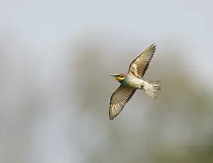 Images Dated 3rd August 2021: European Bee-eater;Merops apiaster