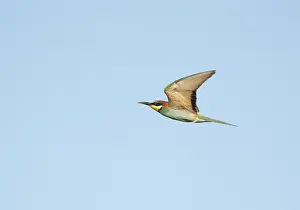 Images Dated 3rd August 2021: European Bee-eater;Merops apiaster