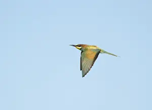 Images Dated 3rd August 2021: European Bee-eater;Merops apiaster