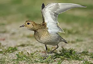 Images Dated 18th August 2010: European Golden Plover, Pluvialis apricaria