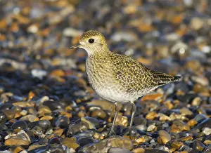 Pluvialis Prints: European Golden Plover, Pluvialis apricaria