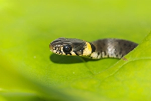 Flora En Faunawet Prints: European Grass Snake, Natrix natrix