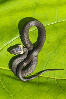 Flora En Faunawet Prints: European Grass Snake, Natrix natrix