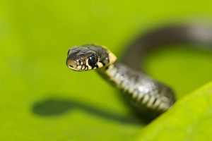 Flora En Faunawet Prints: European Grass Snake, Natrix natrix