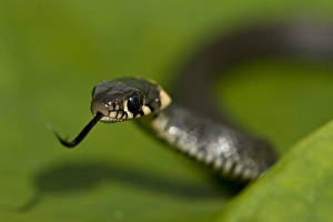Flora En Faunawet Prints: European Grass Snake, Natrix natrix
