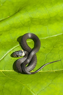 Flora En Faunawet Prints: European Grass Snake, Natrix natrix