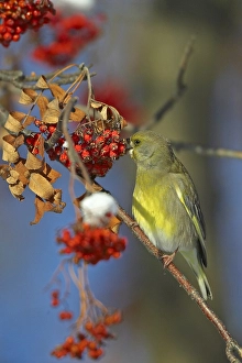 2002 Prints: European Greenfinch, Groenling, Carduelis chloris