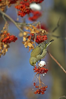 2002 Prints: European Greenfinch, Groenling, Carduelis chloris