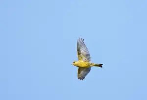 Images Dated 19th May 2023: European Greenfinch;Chloris chloris