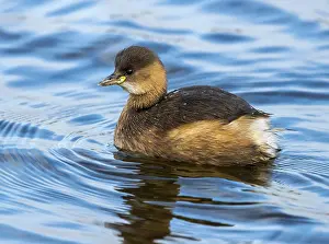 Ruficollis Prints: European Little Grebe, Dodaars, Tachybaptus ruficollis ruficollis