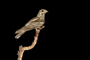 Caprimulgus Prints: European Nightjar, Caprimulgus europaeus