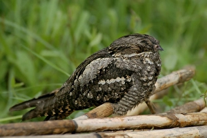 May Prints: European Nightjar, Nachtzwaluw, Caprimulgus europaeus