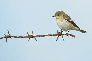 Images Dated 12th September 2015: European Pied Flycatcher, Bonte Vliegenvanger, Ficedula hypoleuc