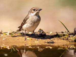 Zwartkop Prints: European Pied Flycatcher, Ficedula hypoleuc