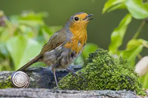 Muscicapidae Prints: European Robin