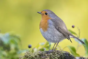 Muscicapidae Prints: European Robin