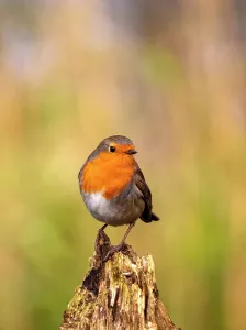 Images Dated 9th February 2020: European Robin, Erithacus rubecula