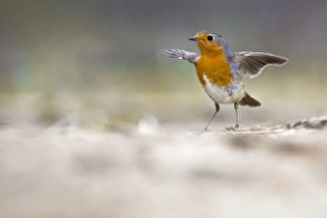 Images Dated 9th February 2020: European Robin, Erithacus rubecula
