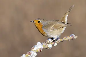 2021 Prints: European Robin, Erithacus rubecula