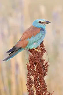 2020 Prints: European Roller, Coracias garrulus
