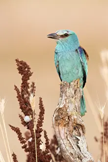 2020 Prints: European Roller, Coracias garrulus