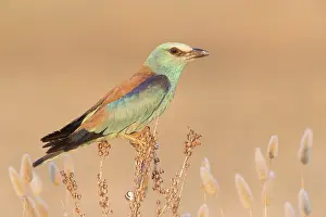 2020 Prints: European Roller, Coracias garrulus