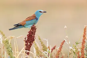 2020 Prints: European Roller, Coracias garrulus