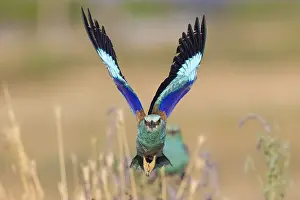 2020 Prints: European Roller, Coracias garrulus