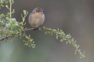 Images Dated 19th February 2006: European Stonechat, Roodborsttapuit, Saxicola rubicola