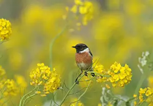 Images Dated 10th May 2023: European Stonechat, Saxicola rubicola