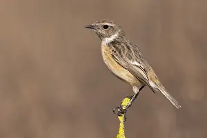 2021 Prints: European Stonechat, Saxicola rubicola
