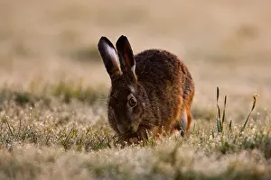 Knaagdier Prints: Europese Haas, European Hare, Lepus europaeus