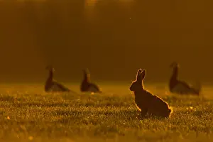 Knaagdier Prints: Europese Haas, European Hare, Lepus europaeus