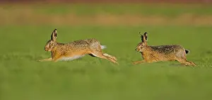 Images Dated 9th February 2008: Europese Haas, European Hare, Lepus europaeus