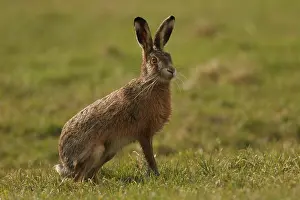 Knaagdier Prints: Europese Haas, European Hare, Lepus europaeus